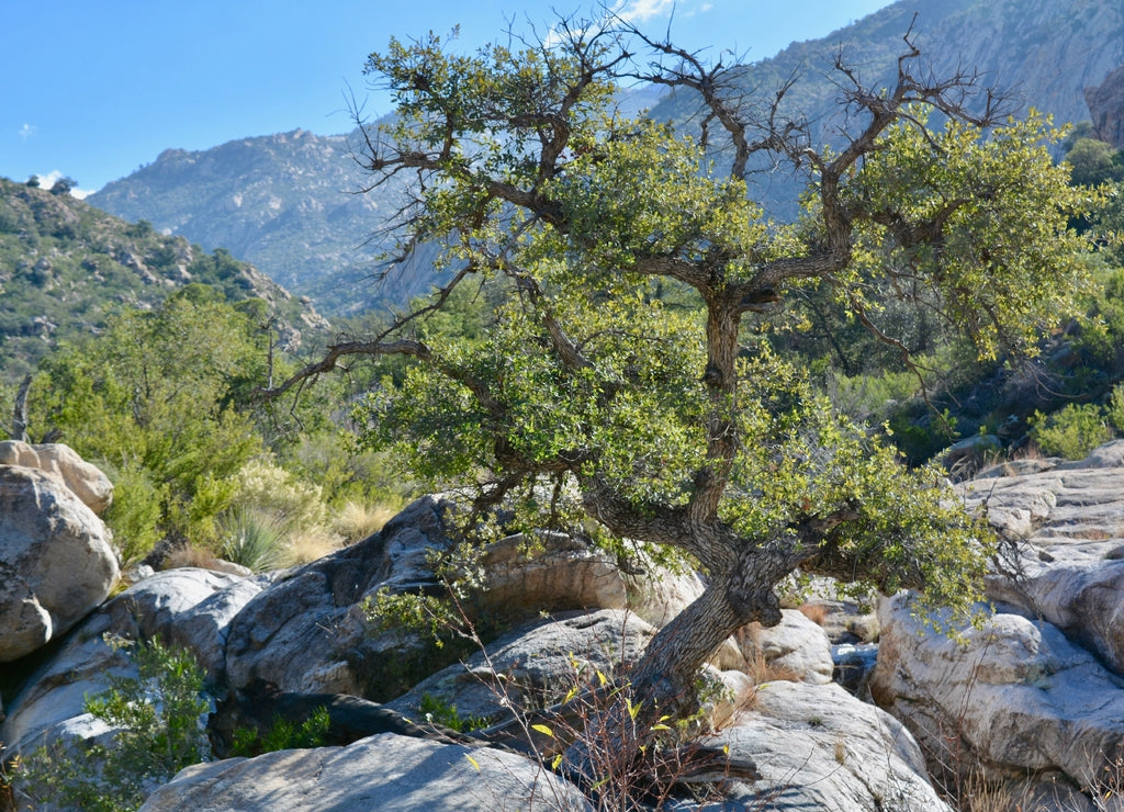 Tree in Romero Canyon Catalina State Park Tucson Oro Valley Arizona