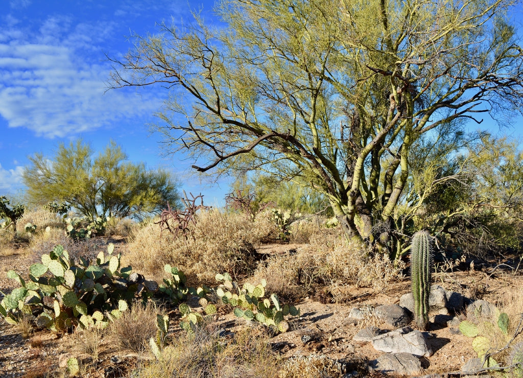 Sonoran Desert Landscape Oro Valley Arizona