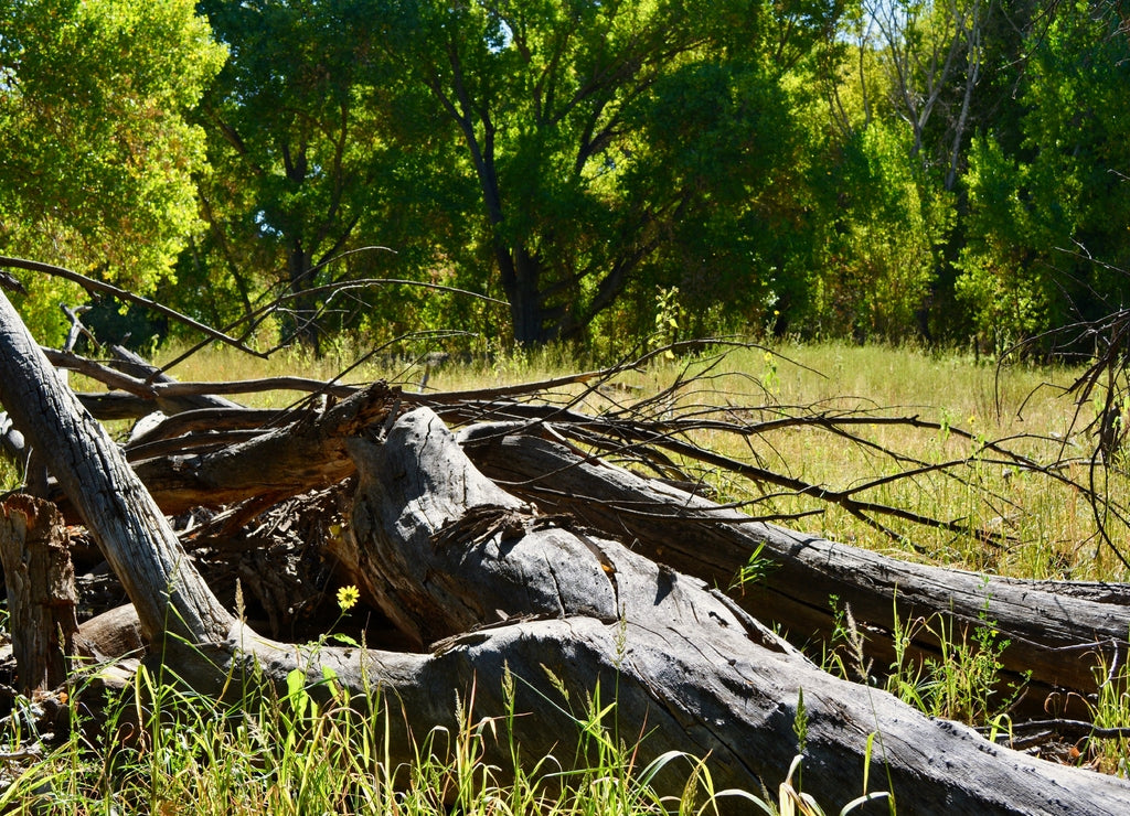 Wild Daisy and Fallen Tree Payson Arizona Landscape Forest