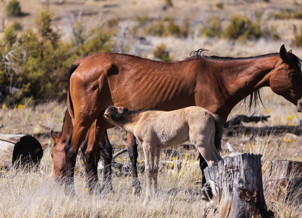 Wild mother horse standing, looking weak, newborn/foal/colt drinking milk, in Heber, Payson, Arizona