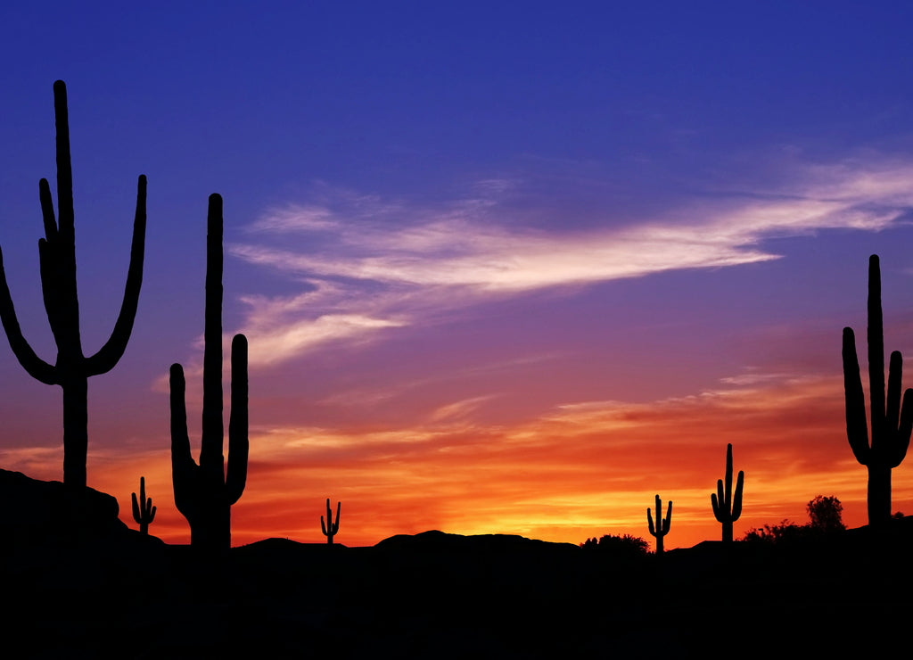 Colorful Sunset in Wild West Desert of Arizona with Cactus