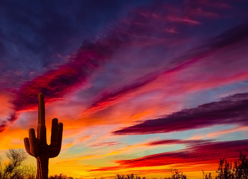 Arizona desert landscape with Siguaro Cactus in silohouette