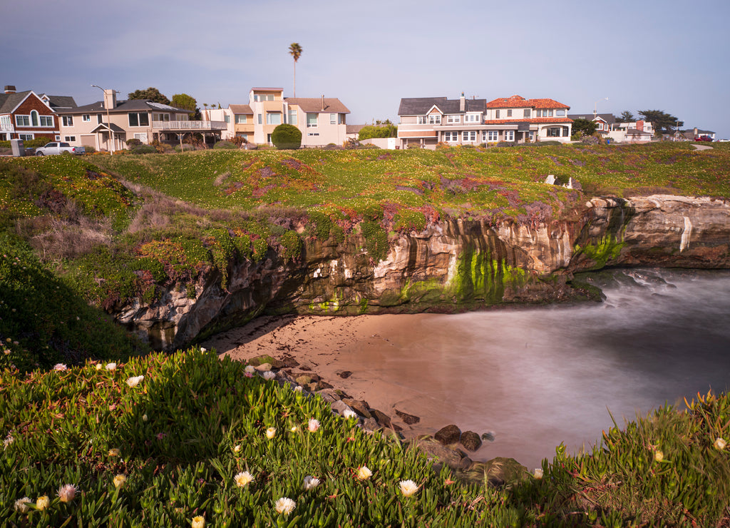 A colorful shoreline cliff covered with succulent flower plants constantly growing in the windy climate conditions at the west coast of Santa Cruz, California, USA