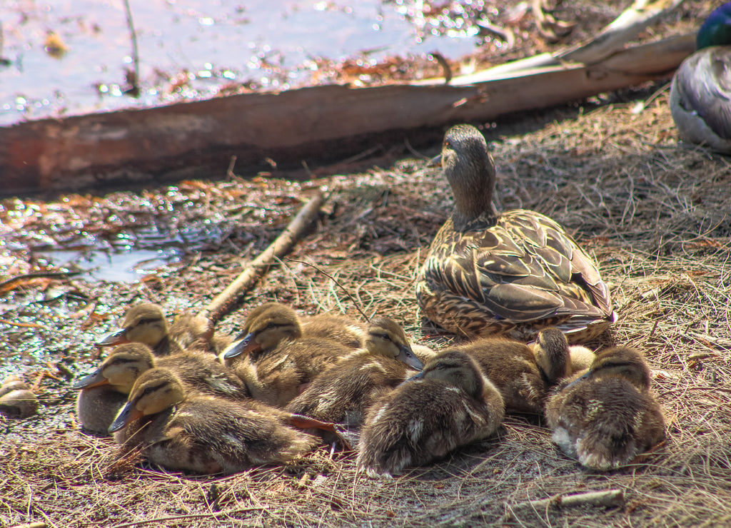 a family of golden brown mallard ducks resting on the banks of the lake at Lake Evans at Fairmount Park in Riverside California