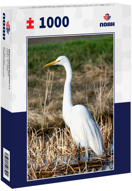 A large white egret up close in San Jacinto wildlife area in Riverside, California