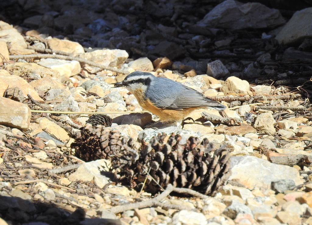 A red-breasted nuthatch enjoying a sunny day in the White Mountains, Inyo National Forest, California