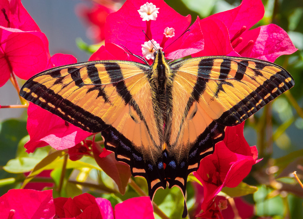 A Western Tiger Swallowtail butterfly (Papilio rutulus) feeds on the nectar of Bougainvillea flowers in Monterey, in central California