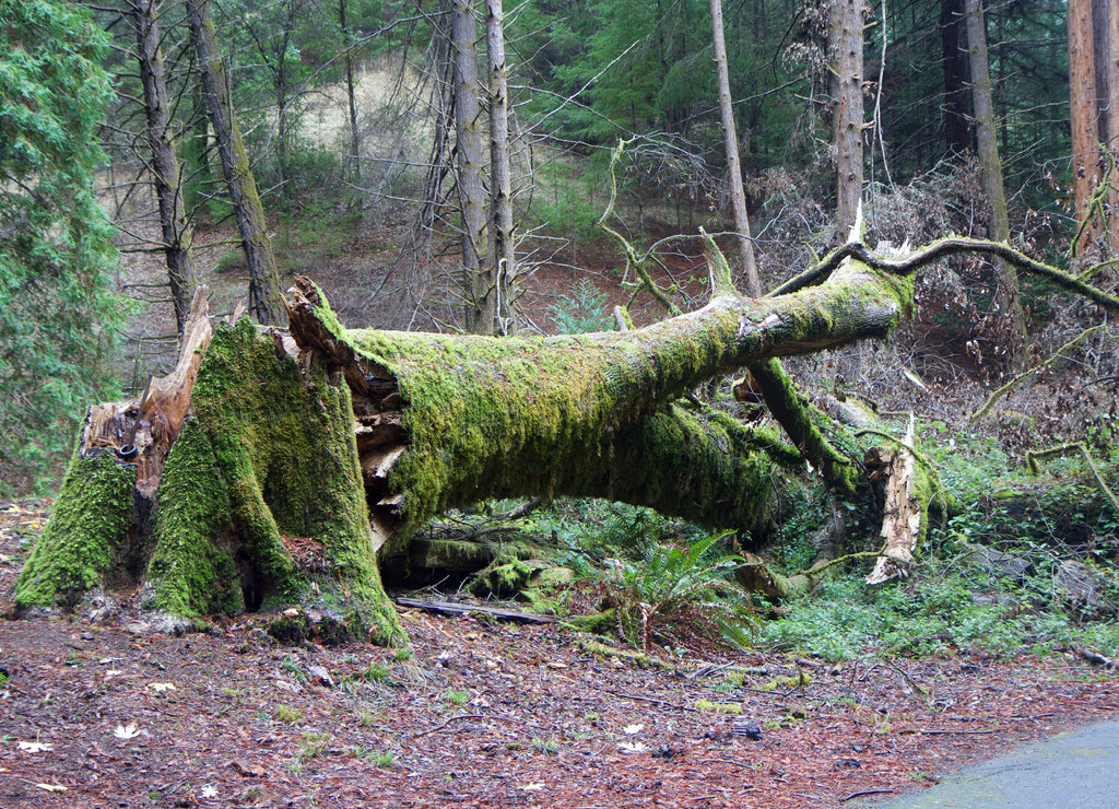 Armstrong Redwoods State Natural Reserve, California, United States