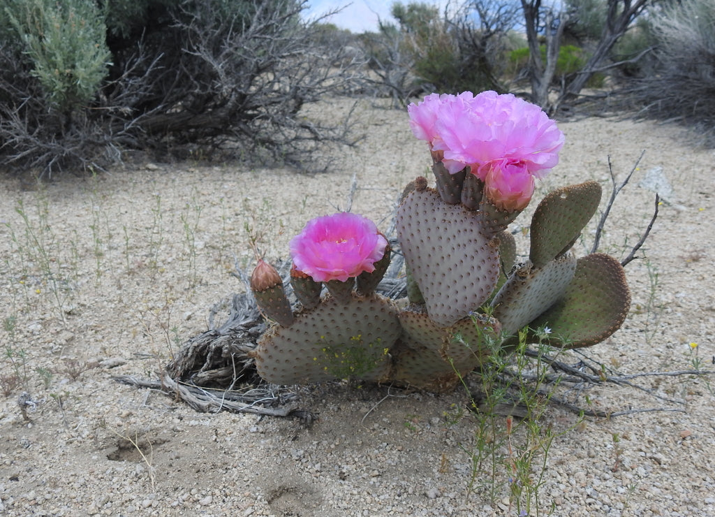 Beavertail cactus blooming in the Picacho State Recreation Area in Imperial County, California