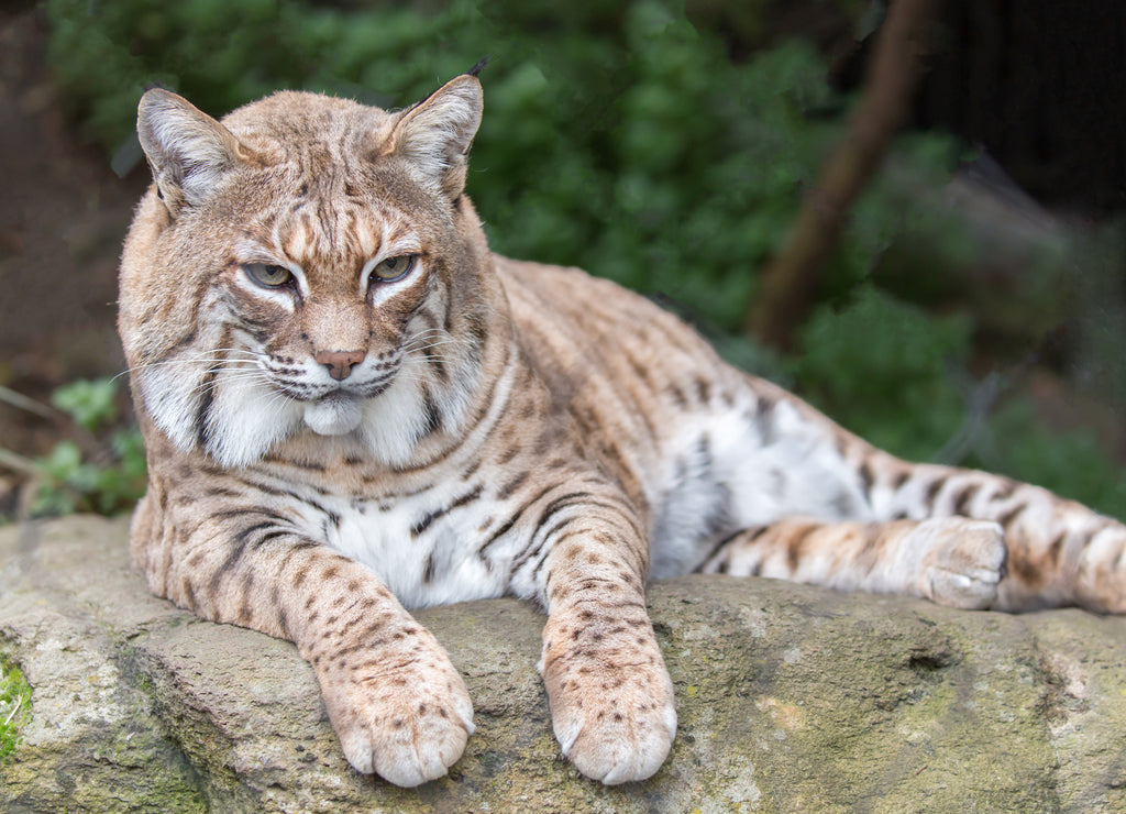 Bobcat (Lynx rufus californicus) resting on a rock and posing. Santa Clara County, California, USA