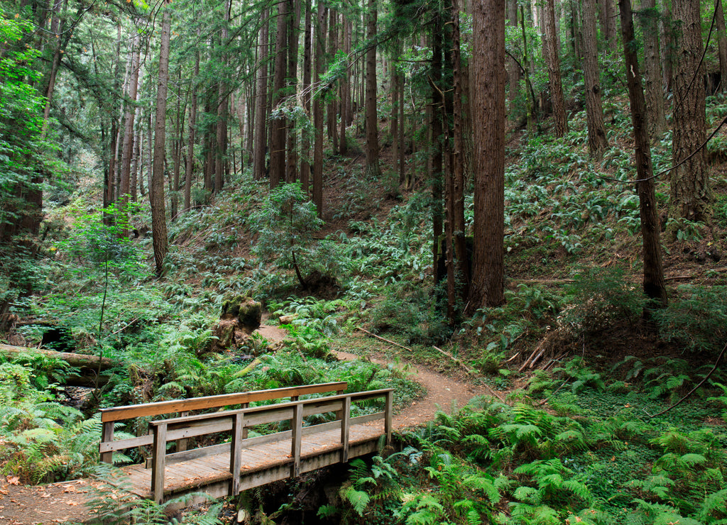 Bridge to Redwood Forest. Purisima Creek Redwoods Open Space Preserve, Woodside, San Mateo County, California, USA