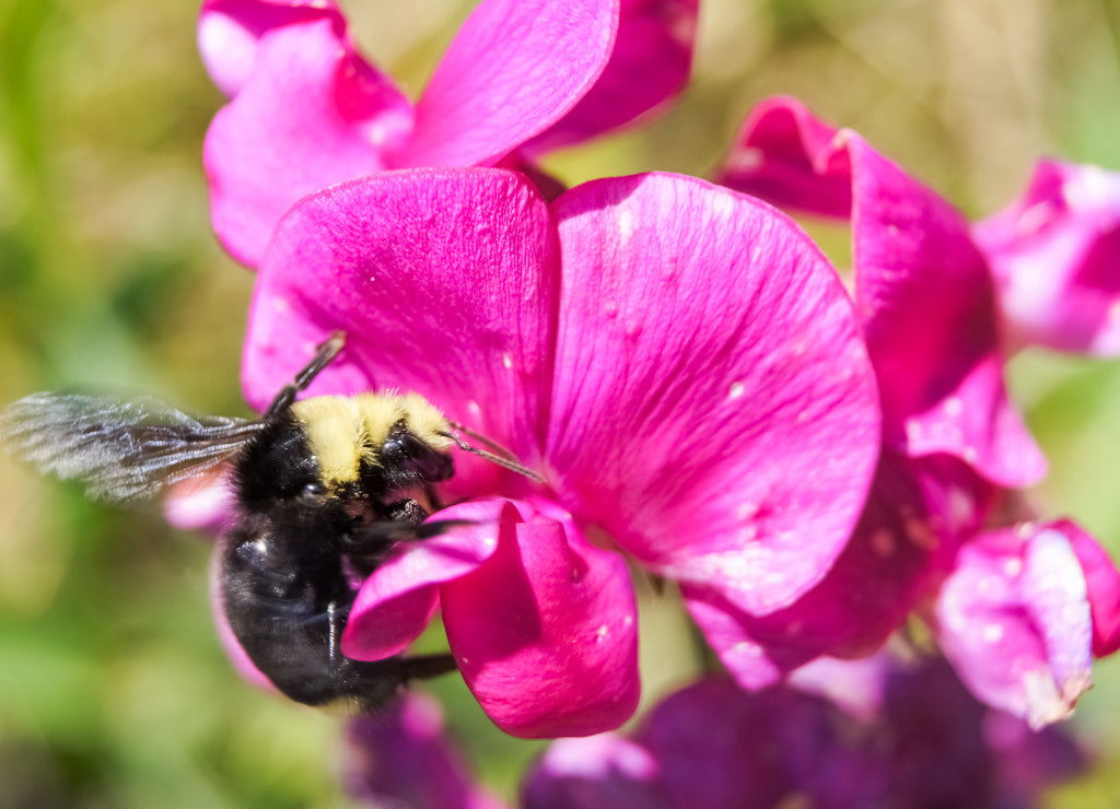 Bumblebee collecting pollen from a flower. San Mateo County, California, USA