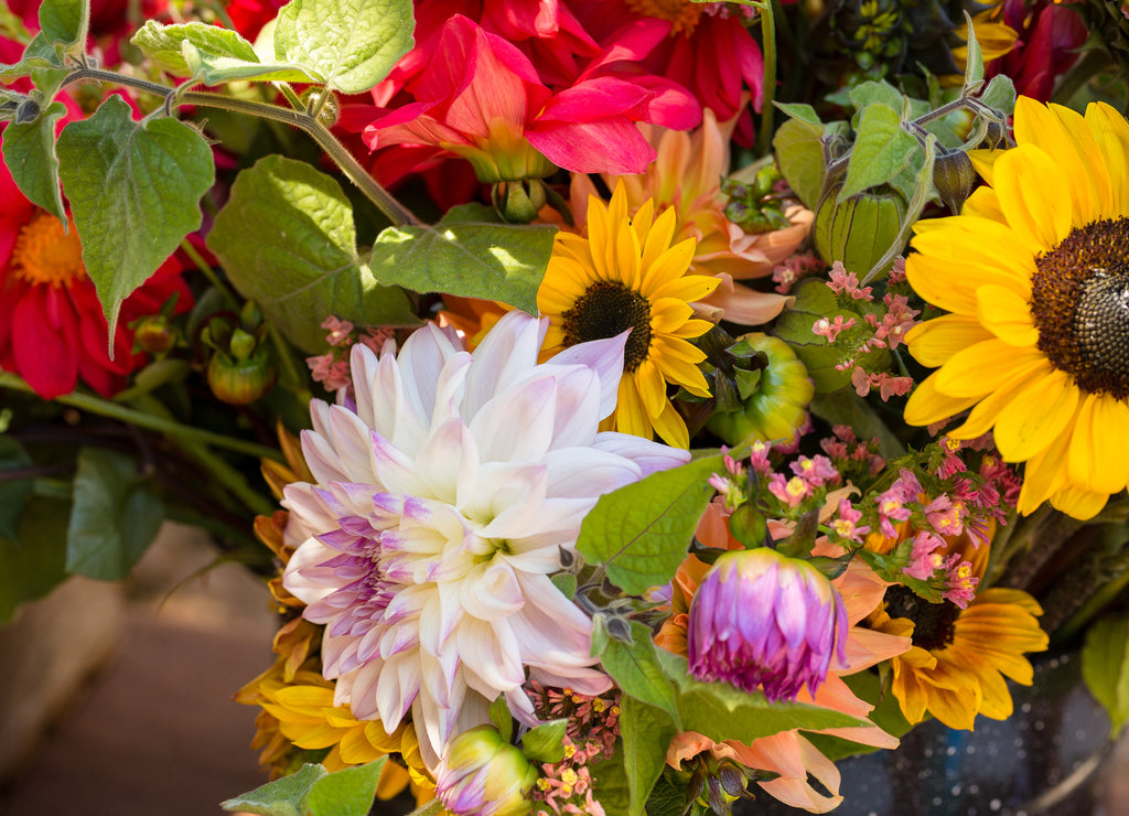 Bunch of dahlias sitting at a farm stand in Mendocino, California