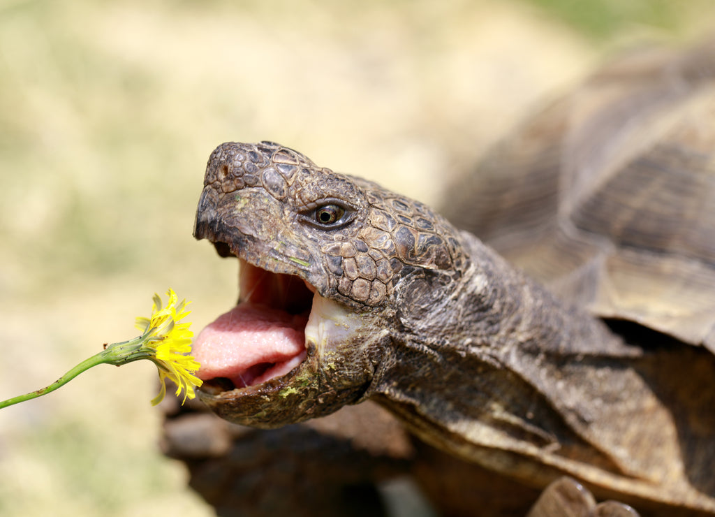 Captive adult male California Desert Tortoise eating Dandelion. San Rafael, Marin County, California, USA