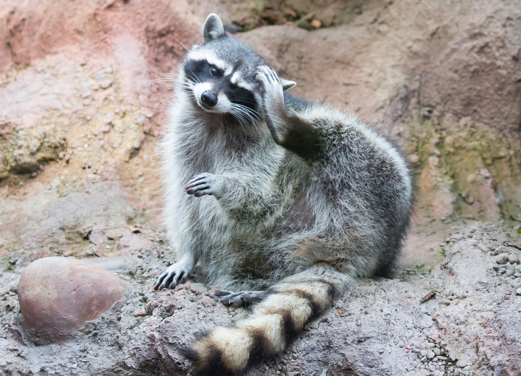 Captive Raccoon sitting and scratching its head. Palo Alto Junior Zoo, Santa Clara County, California, USA