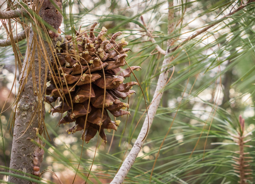 Close up of Gray Pine (Pinus Sabiniana) cone and needles, tree endemic to California, Mt Diablo State Park, Contra Costa County, San Francisco bay area