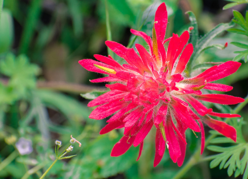 Close up of Indian paintbrush (Castilleja) wildflower, Alameda county, San Francisco bay area, California