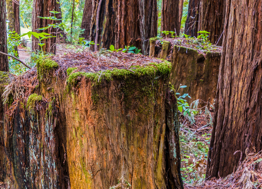 Coastal Redwood Nurse Logs in Redwood Forest, Sam McDonald Park, San Mateo County, California, USA