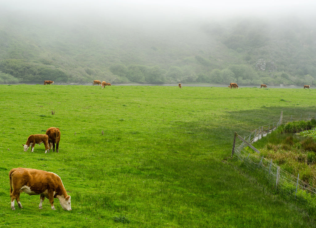 Cows graze a beautiful green field along the Sonoma River in Sonoma, California