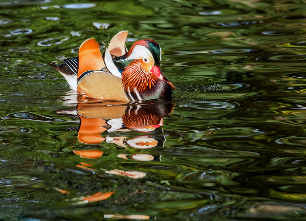 Drake of Mandarin Duck (Aix galericulata) in Los Angeles County arboretum, Los Angeles, California, USA