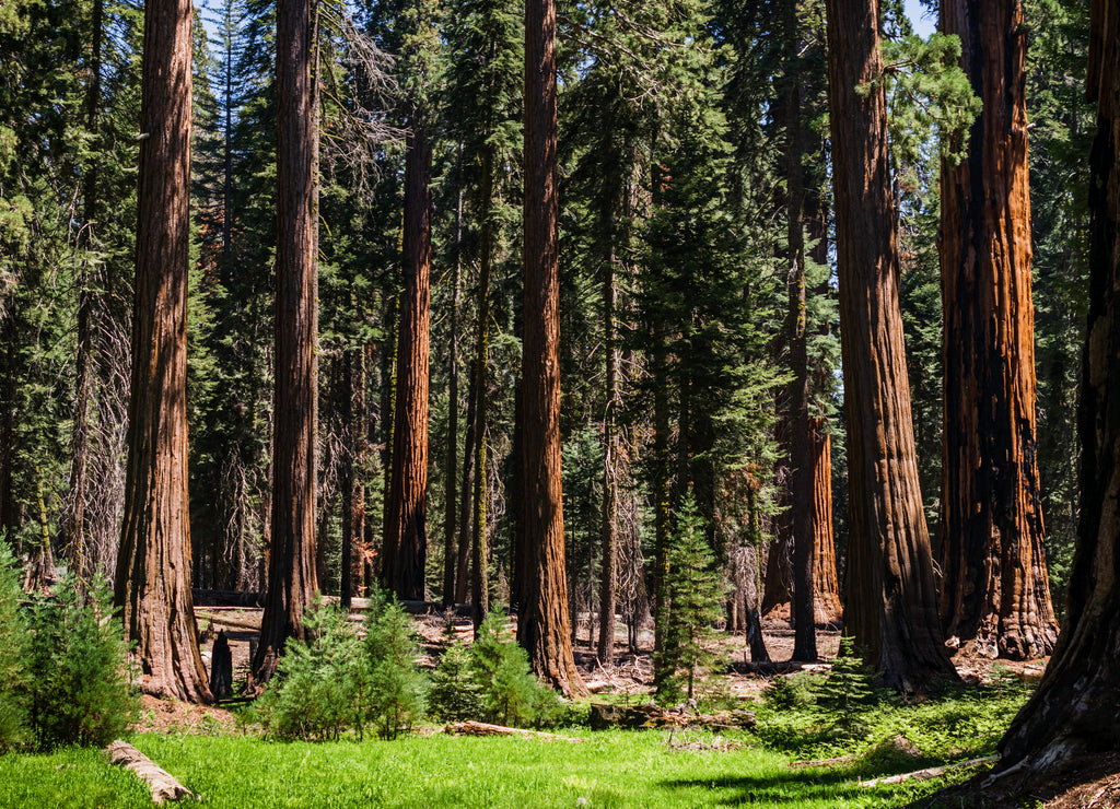 Forest with a lot of redwoods in Sequoia Park, California