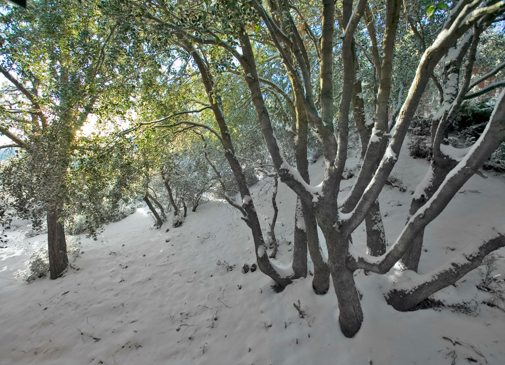 Snowy setting after fresh winter storm in Pine Mountain Club, Kern County, Southern California