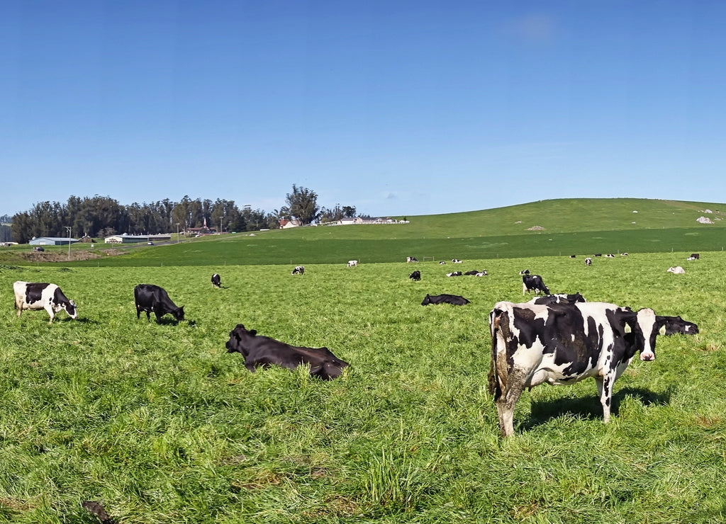 Some cows lounging on the green fields of Marin County, California