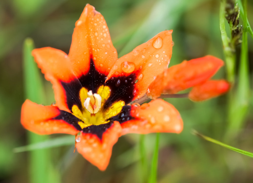 Sparaxis tricolor covered in raindrops. San Mateo County, California, USA