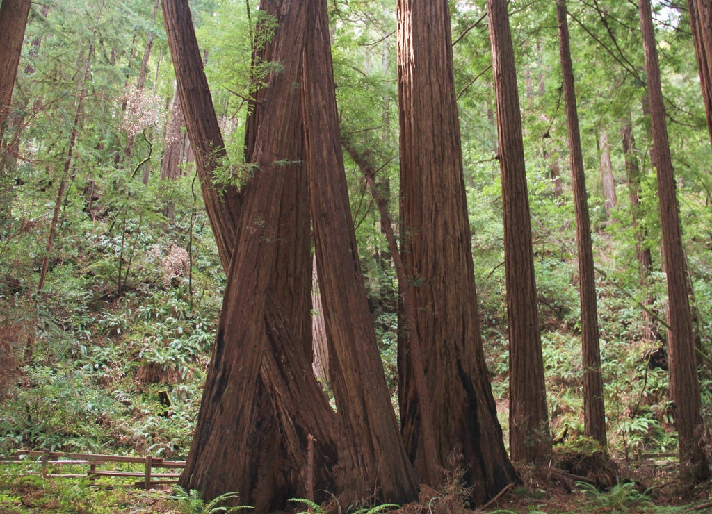 Tall redwood trees in Muir Woods National Monument, Marin, California