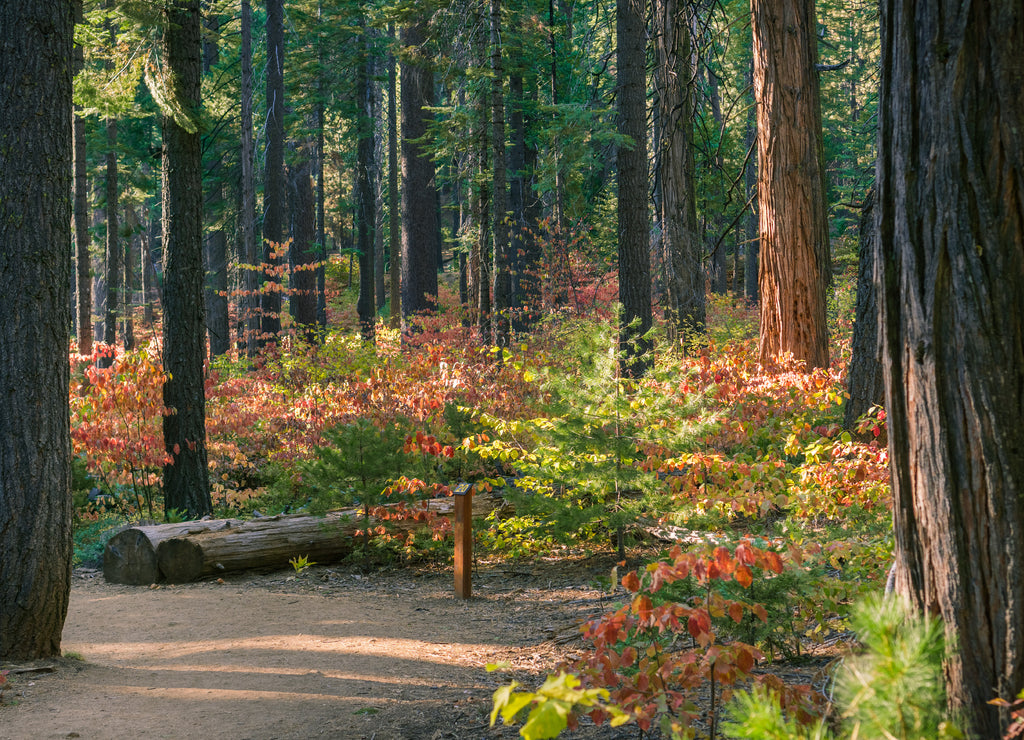 Trail through a forest painted in fall colors, Calaveras Big Trees State Park, California