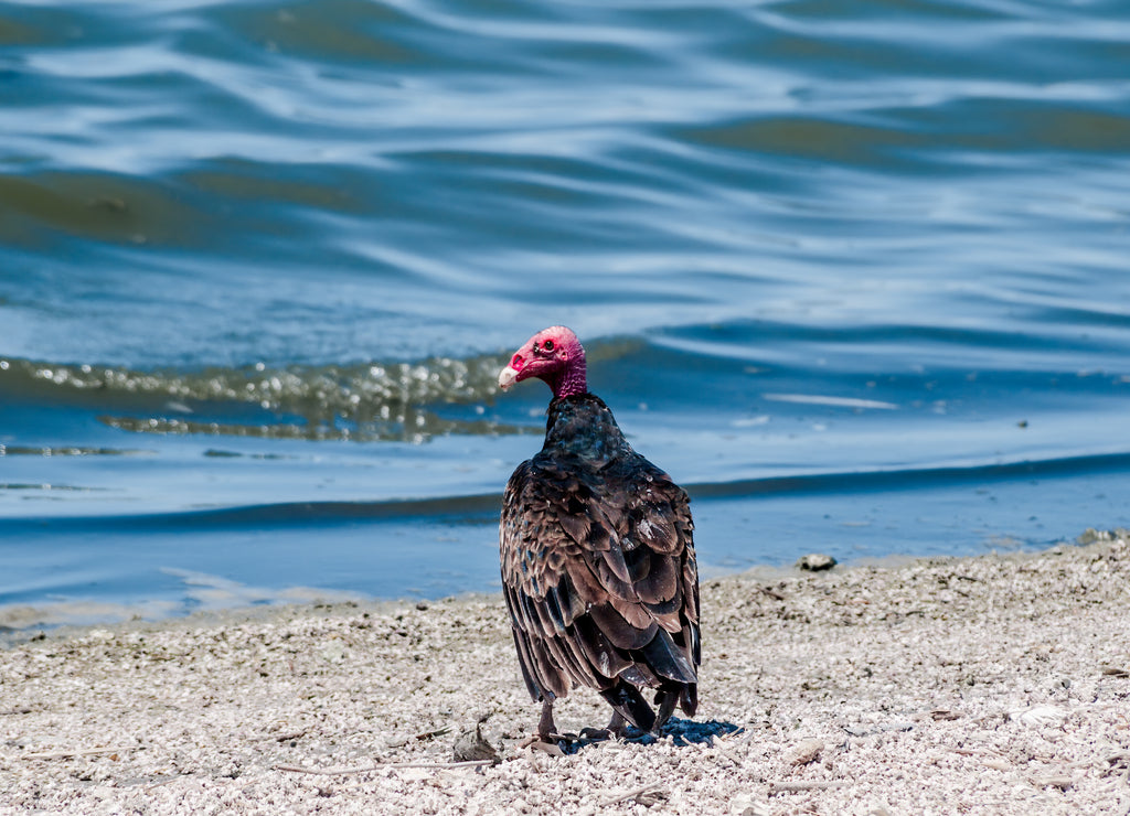 Turkey Vulture (Cathartes aura) on Salton Sea, Imperial Valley, California, USA