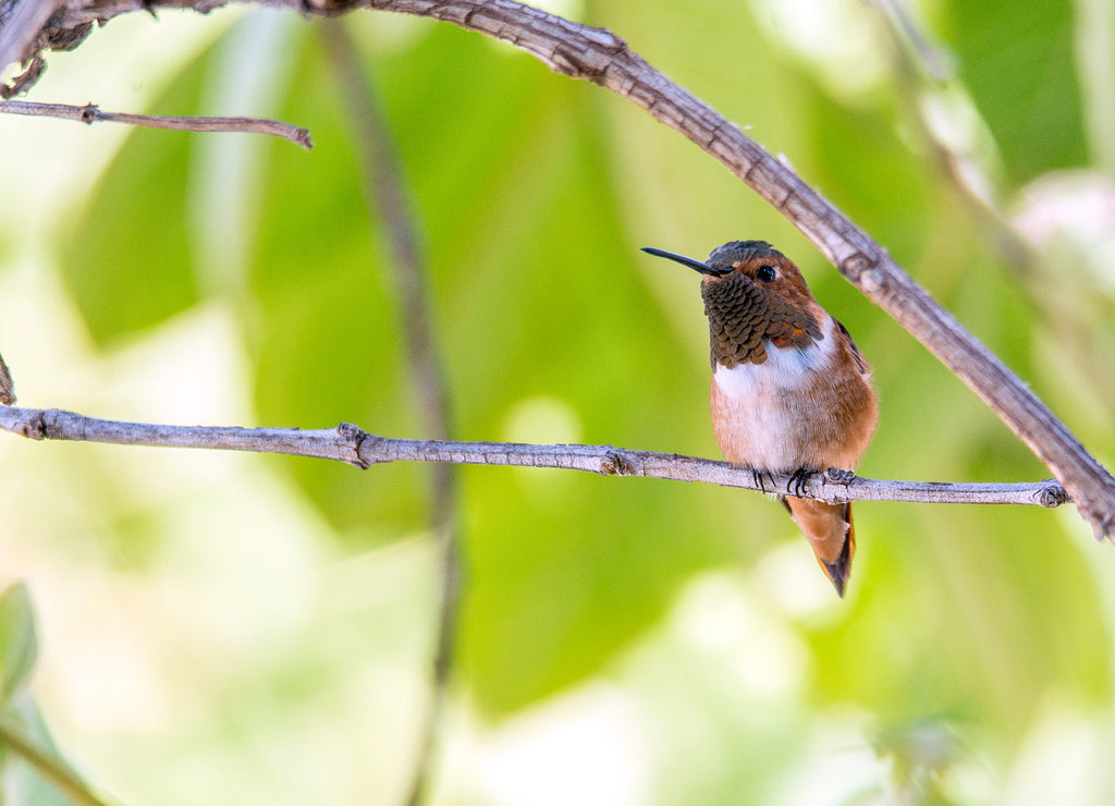Up close of a hummingbird on a guava tree branch in Riverside California