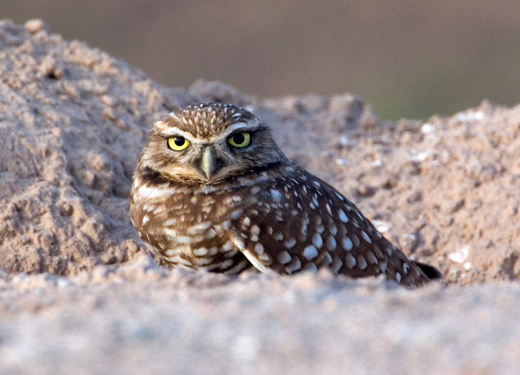 USA - California - Imperial County - Salton Sea area - Burrowing Owl sitting at entrance to burrow at dusk