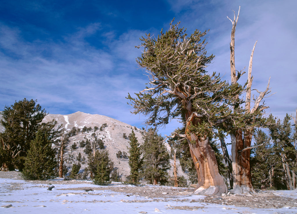 USA, California, Inyo National Forest, Grove of old bristlecone pines (Pinus longaeva) and autumn snow, Patriarch Grove, Ancient Bristlecone Pine Forest Area