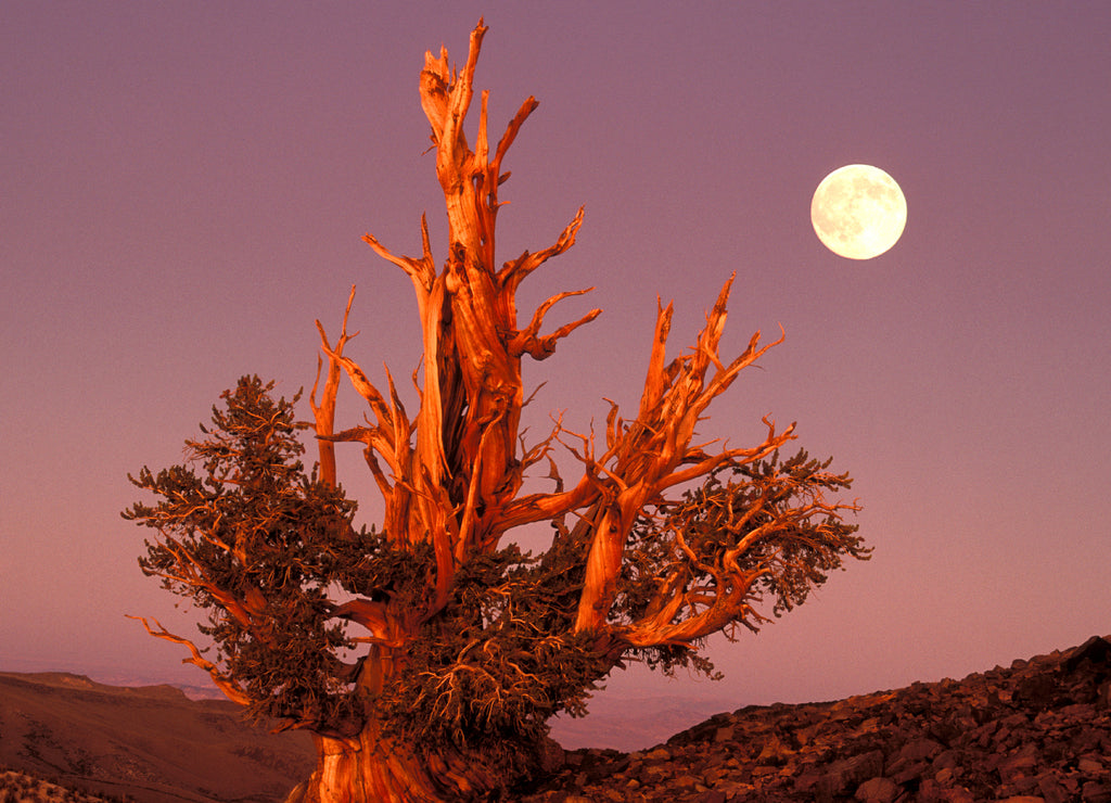 USA, California, Inyo National Forest, White Mountains. Full moon rising behind ancient Bristlecone Pine Forest