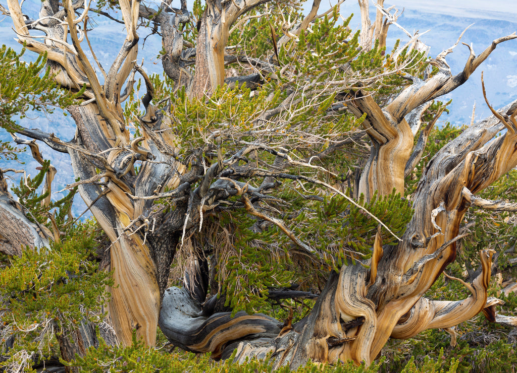 USA, California, Inyo National Forest. Bristlecone pine tree in Ancient Bristlecone Pine Forest