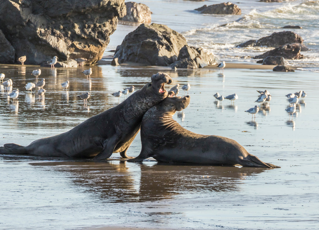 USA, California, San Luis Obispo County. Northern elephant seal males fighting on beach