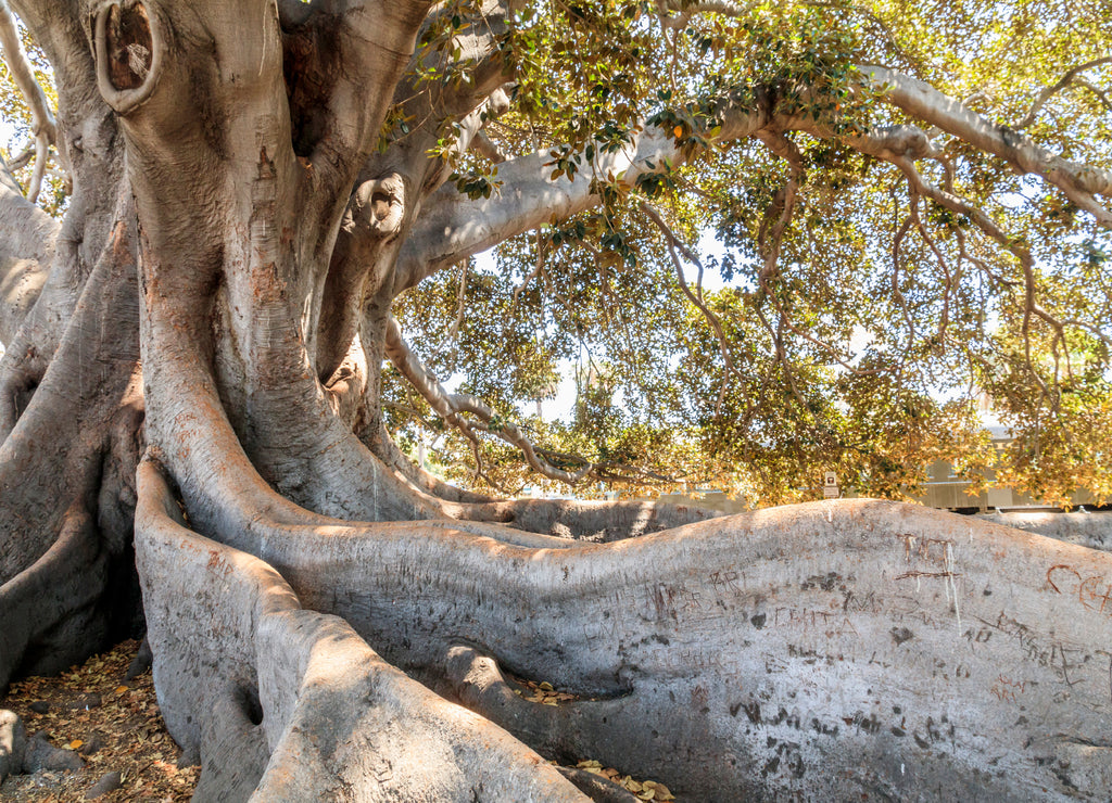 USA, California, Santa Barbara. Moreton Bay fig tree (Ficus Macrophylla). Registered in California Big Trees