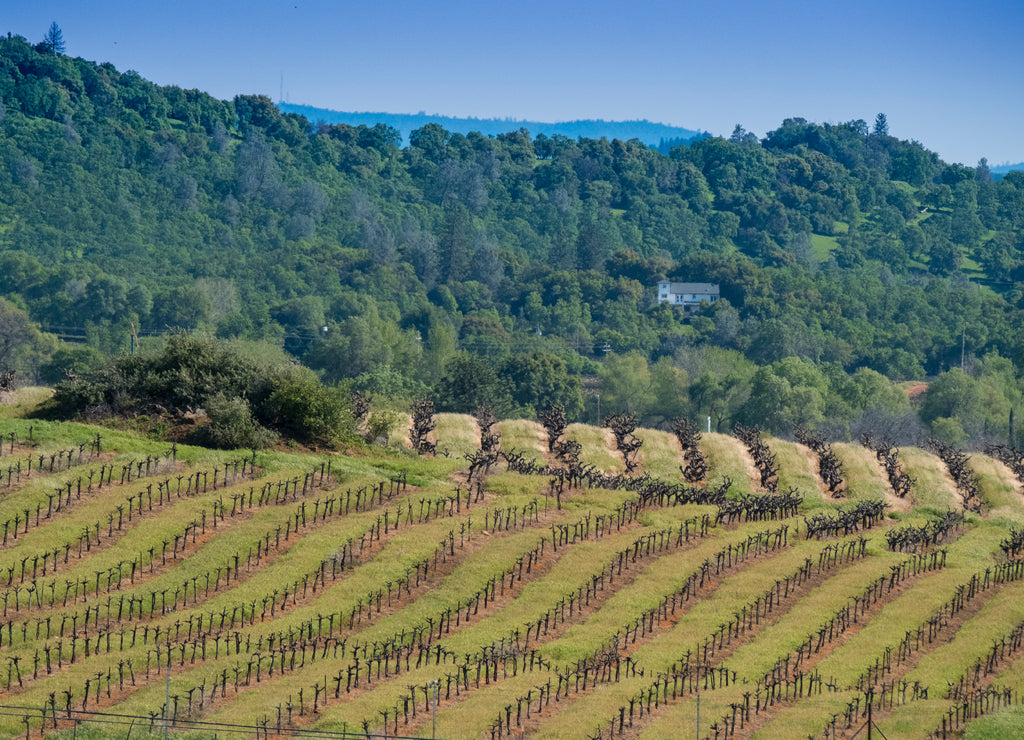 Vineyards, Amador County, California