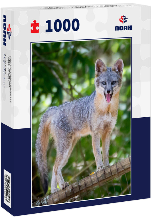 Wary - A gray fox spies a neighbor. Sonoma County, California, USA