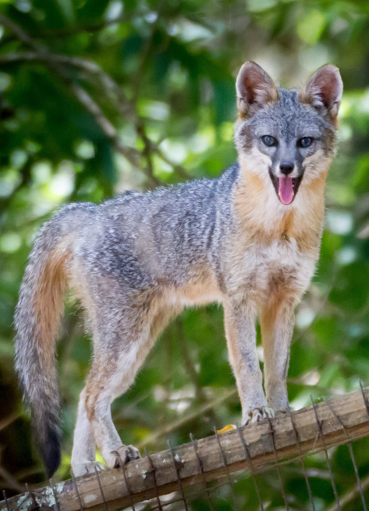 Wary - A gray fox spies a neighbor. Sonoma County, California, USA