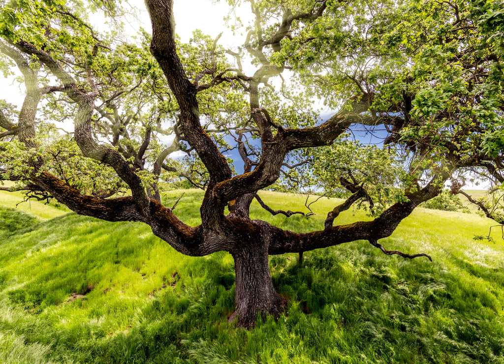 Wide angle view of a tree with light rays shining through during the spring season, Sycamore Valley Preserve Contra Costa County Danville, California