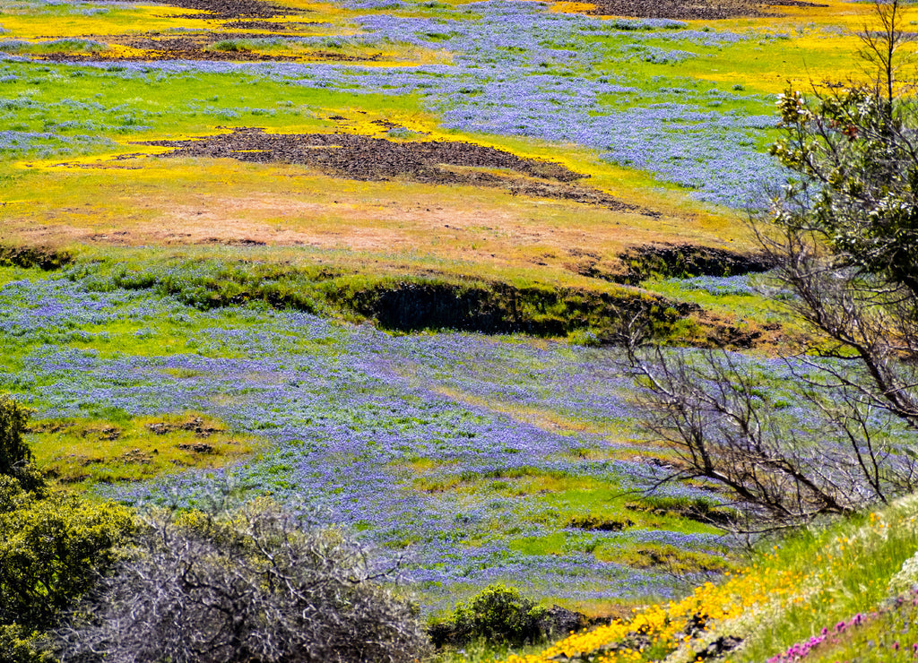 Wildflowers blooming on the rocky soil of North Table Mountain Ecological Reserve, Oroville, Butte County, California