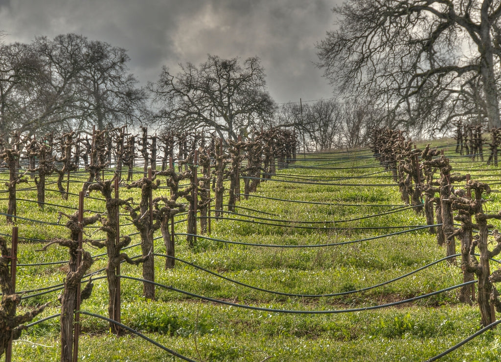 Winter Vineyard, Amador County, California