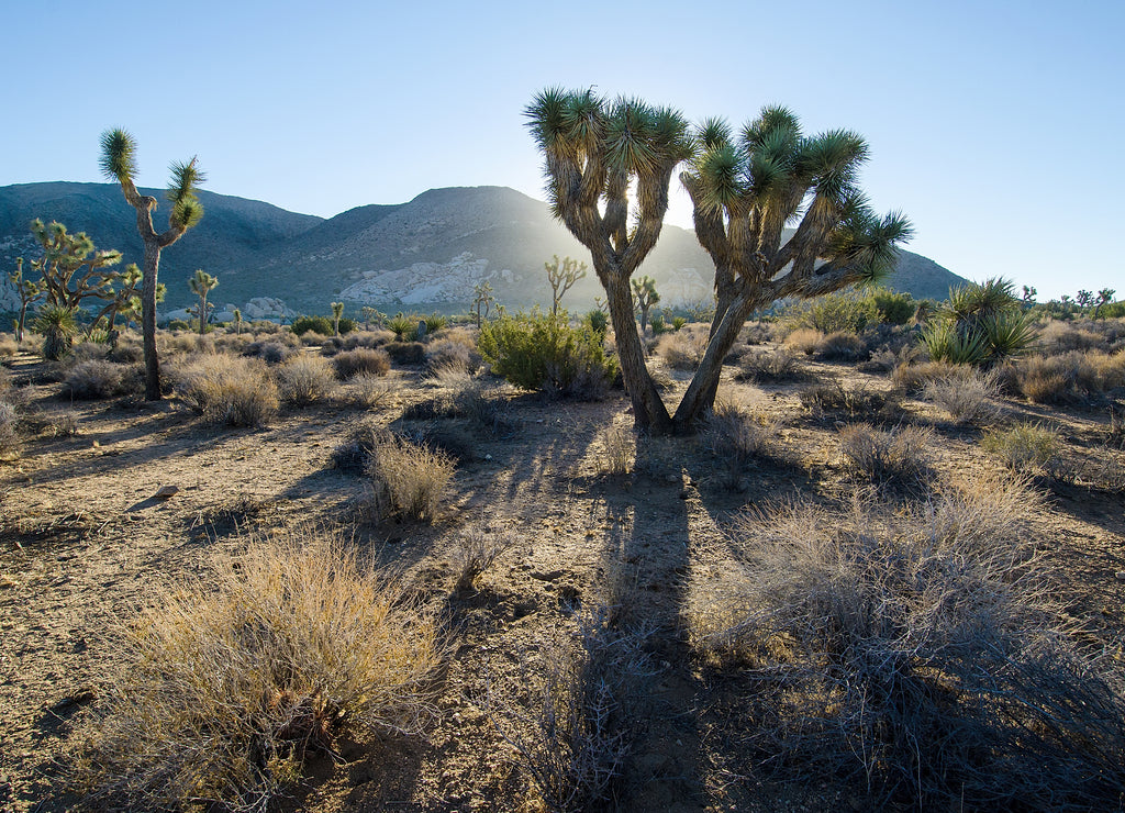 Dawn breaks over Joshua Tree National Park in California