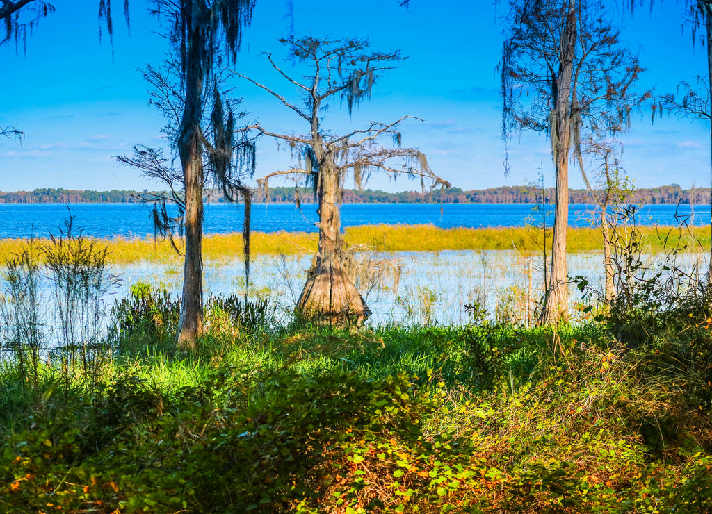 A Bald Cypress along the shore of Lake Louisa in Florida