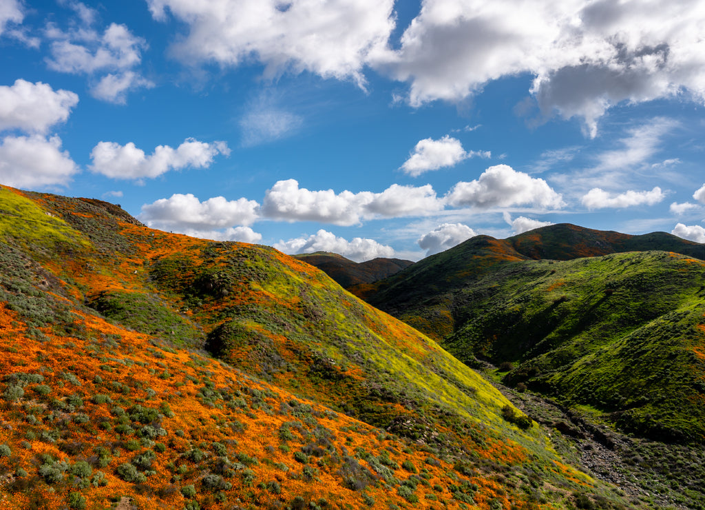 California poppies color the hillside on a beautiful cloudy day in Lake Elsinore, California