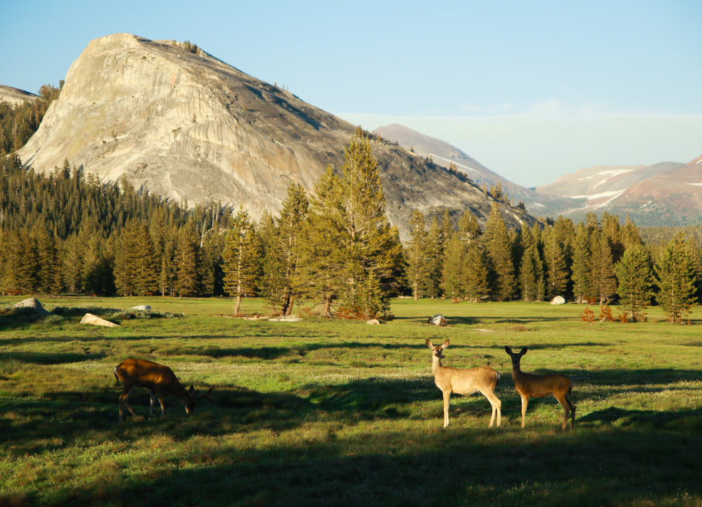 A white-tailed deer doe family in an open green grass meadow in summer, Tuolumne Meadows, Yosemite National Park, California USA