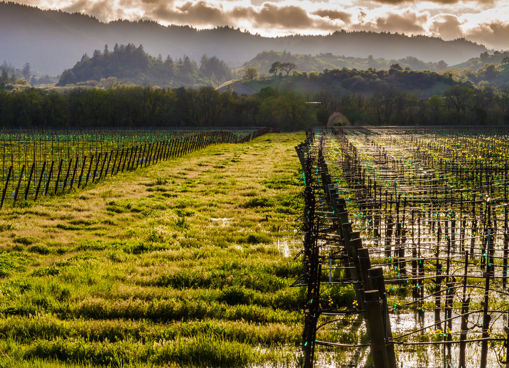 Water Standing in Vineyard With Rolling Hills In The Distance, Dry Creek Valley, Healdsburg, California, USA