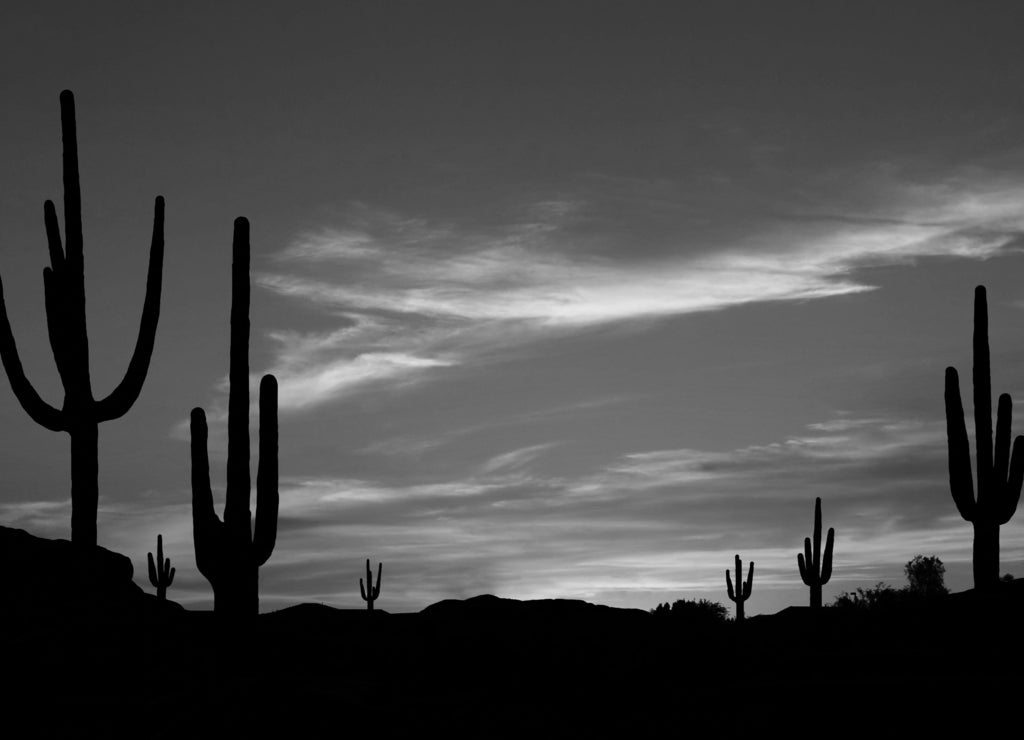 Colorful Sunset in Wild West Desert of Arizona with Cactus in black white